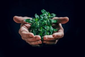 Ecologie